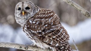 Photo capturing a Nature scene | Guelph Photographers Guild