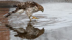 Photo capturing a Nature scene | Guelph Photographers Guild