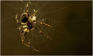 Photo capturing a Nature scene | Guelph Photographers Guild