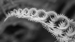 Photo capturing a Nature scene | Guelph Photographers Guild