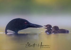 Photo capturing a Nature scene | Guelph Photographers Guild