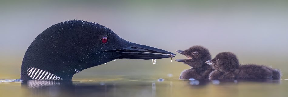 Photo capturing a Nature scene | Guelph Photographers Guild
