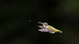Photo capturing a Nature scene | Guelph Photographers Guild
