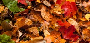 Photo capturing a Nature scene | Guelph Photographers Guild