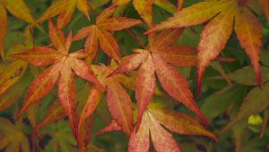 Photo capturing a Nature scene | Guelph Photographers Guild