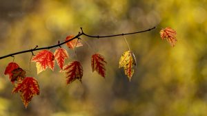 Photo capturing a Nature scene | Guelph Photographers Guild