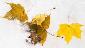 Photo capturing a Nature scene | Guelph Photographers Guild