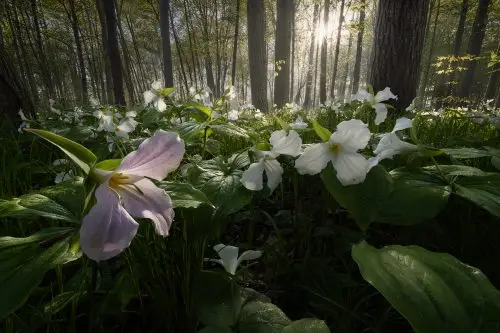 White trillium flowers blooming on a forest floor with morning sunlight streaming through tall trees.
