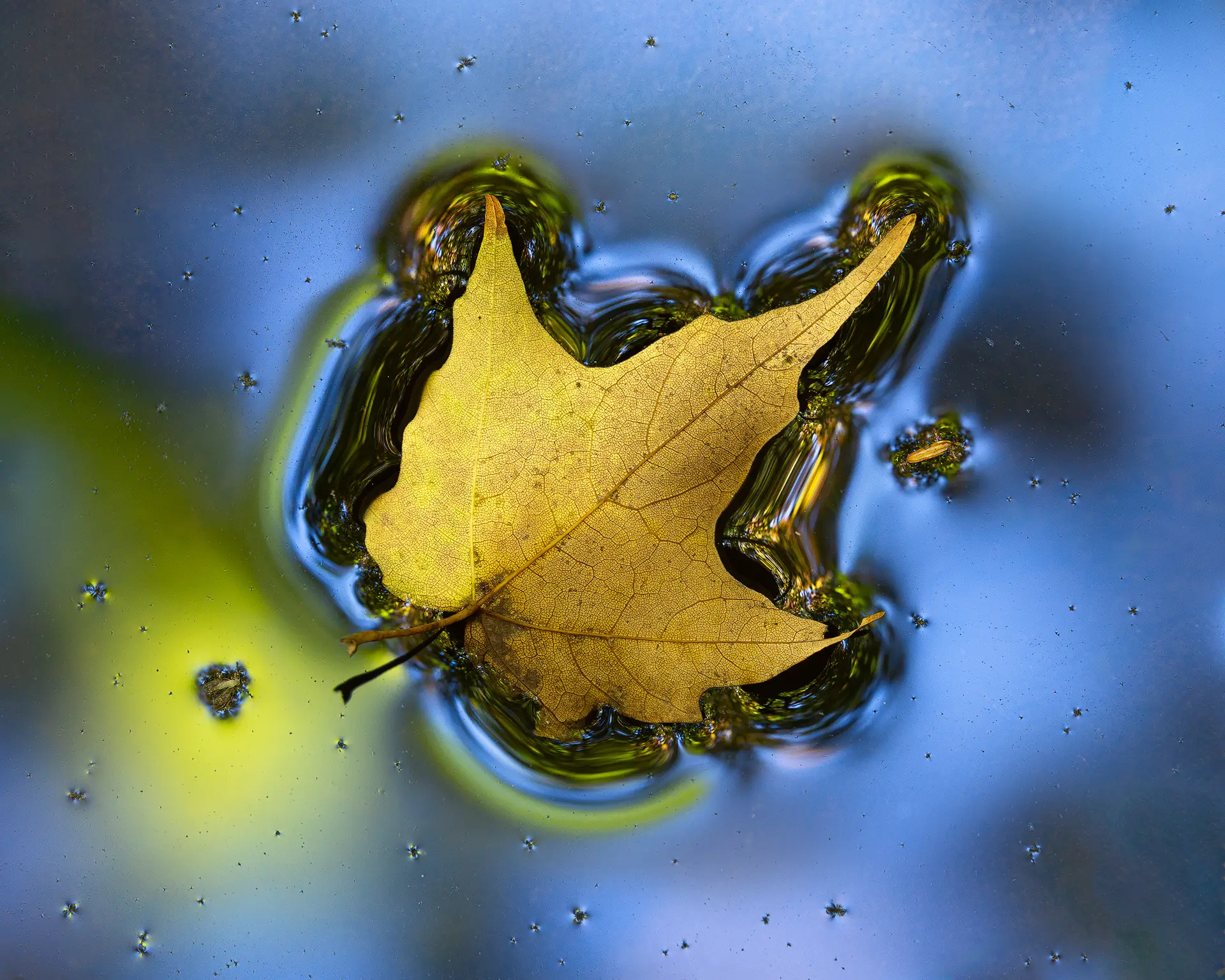 Golden autumn leaf floating on blue water with rippling reflections and surrounding natural textures.